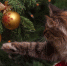 new years eve 1822979 960 720 560x373 С шиком и блеском встречаем год Огненного Петуха! - Курьер.Среда.Бердск