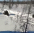 медведь 560x312 Живодеры вахтовики раздавили медведя грузовиками в Якутии - Курьер.Среда.Бердск