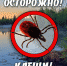 клещ Для клиентов РОСГОССТРАХа приготовлено 30 тысяч доз иммуноглобулина - Курьер.Среда.Бердск