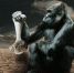 gorilla 834251 960 720 560x373 Не может в Новосибирской области быть плохой физики! - Курьер.Среда.Бердск