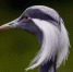 bird 1534786 960 720 560x373 Краснокнижные журавли красавки поселились в полях под Бердском - Курьер.Среда.Бердск