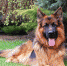 german shepherd 2254252 960 720 560x371 Три штрафа выписали выгуливающему без намордника и поводка овчарку в Бердске - Курьер.Среда.Бердск