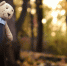 bear 1802370 960 720 Спас сбежавшего из дома через окно 3 летнего ребенка велосипедист в Бердске - Курьер.Среда.Бердск