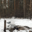 Костры лесхоза приняли за пожар жители Бердска - Курьер.Среда.Бердск
