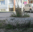 Война убожеству: Снимает и прячет шины с цветников жительница Бердска - Курьер.Среда.Бердск