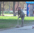 Субботник в Бердске, несмотря на особый режим, идет полным ходом - ТВК-плюс