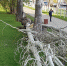 Во время шторма рухнул огромный тополь на ул. Лунной в Бердске - Бердск-Онлайн.Ru