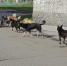 Бродячие собаки в разных районах Бердска круглый год сбиваются в стаи и становятся опасными для людей - Бердск-Онлайн.Ru