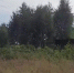 Стоп-кадр из видео: бульдозер сносит деревья в небольшой рощице - Бердск-Онлайн.Ru