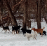 В марте собаки сбились в стаю и бегали в детсадах Искитима - Бердск-Онлайн.Ru