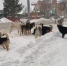 Стаи собак захватывают Бердск - IBerdsk.Ru