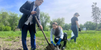Саженцы елей высадили врачи и волонтеры возле роддома Бердска - Svidetel24.Info