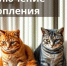 Отключение электроэнергии 12 декабря - Администрация г. Бердск